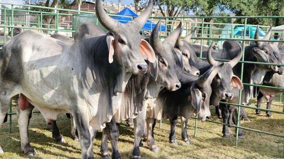 Feiras do Pró-Genética introduziram mais de 800 touros melhoradores no rebanho do Espírito Santo.