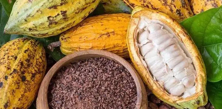 Produtora de Linhares é finalista do prêmio de melhor cacau do Brasil.