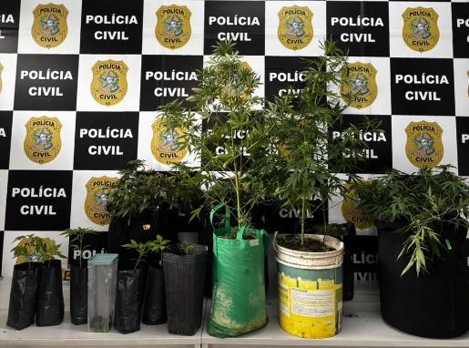 Denarc prende suspeito e desarticula estrutura de cultivo clandestino de maconha na Serra.