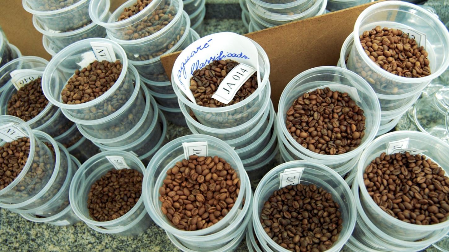 Vencedores do 7º Concurso de Qualidade do Café de Sooretama serão anunciados neste sábado (17).